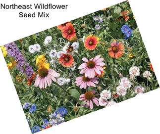 Northeast Wildflower Seed Mix