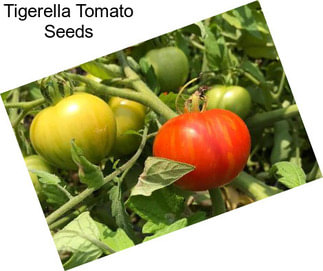 Tigerella Tomato Seeds