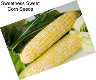 Sweetness Sweet Corn Seeds
