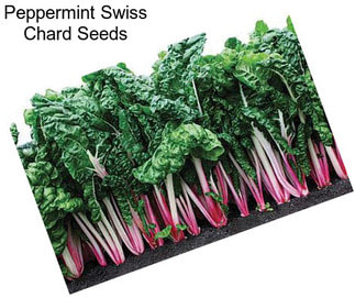 Peppermint Swiss Chard Seeds