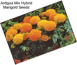 Antigua Mix Hybrid Marigold Seeds