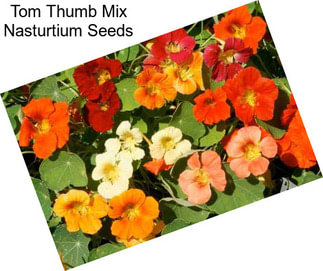 Tom Thumb Mix Nasturtium Seeds