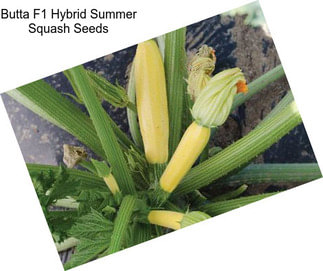 Butta F1 Hybrid Summer Squash Seeds