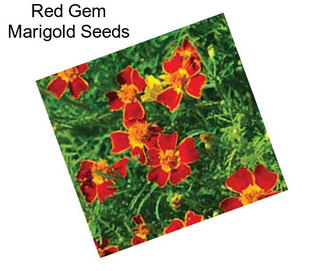 Red Gem Marigold Seeds