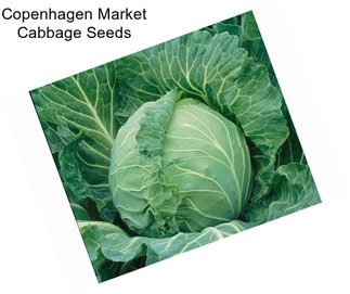 Copenhagen Market Cabbage Seeds