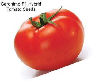 Geronimo F1 Hybrid Tomato Seeds