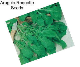 Arugula Roquette Seeds