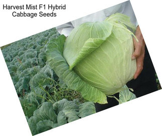 Harvest Mist F1 Hybrid Cabbage Seeds