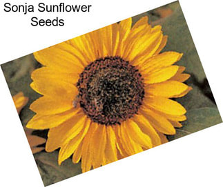 Sonja Sunflower Seeds