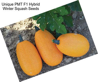 Unique PMT F1 Hybrid Winter Squash Seeds