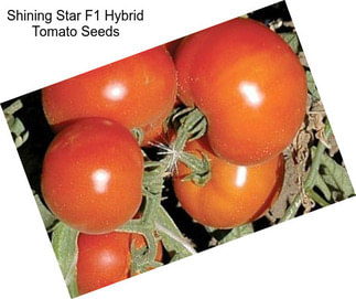 Shining Star F1 Hybrid Tomato Seeds