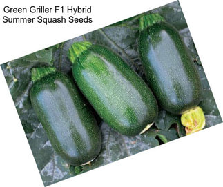 Green Griller F1 Hybrid Summer Squash Seeds