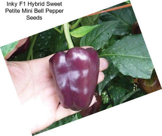 Inky F1 Hybrid Sweet Petite Mini Bell Pepper Seeds