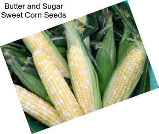 Butter and Sugar Sweet Corn Seeds