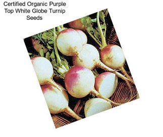 Certified Organic Purple Top White Globe Turnip Seeds