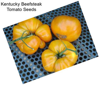 Kentucky Beefsteak Tomato Seeds