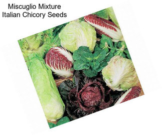 Miscuglio Mixture Italian Chicory Seeds