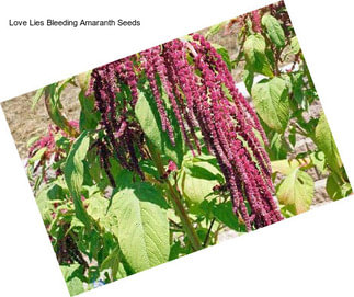 Love Lies Bleeding Amaranth Seeds