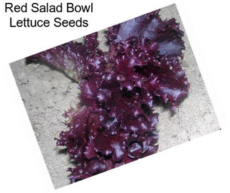 Red Salad Bowl Lettuce Seeds