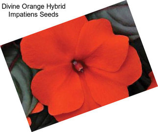 Divine Orange Hybrid Impatiens Seeds