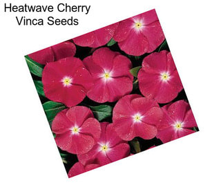 Heatwave Cherry Vinca Seeds