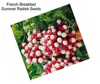 French Breakfast Summer Radish Seeds