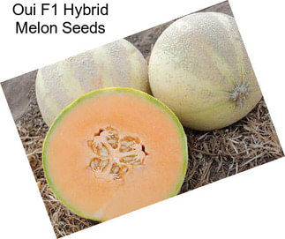 Oui F1 Hybrid Melon Seeds