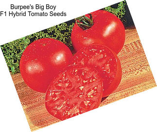 Burpee\'s Big Boy F1 Hybrid Tomato Seeds