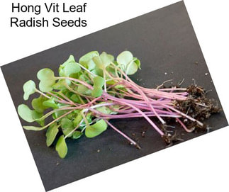 Hong Vit Leaf Radish Seeds