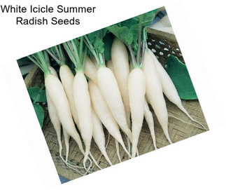 White Icicle Summer Radish Seeds