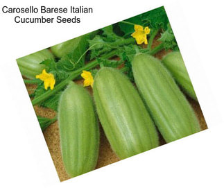 Carosello Barese Italian Cucumber Seeds
