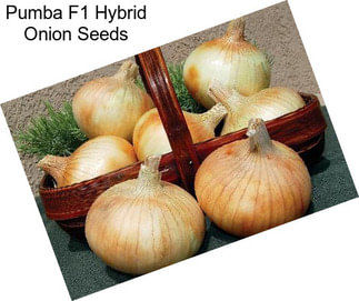 Pumba F1 Hybrid Onion Seeds