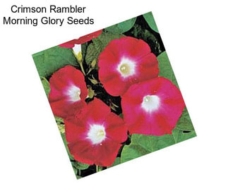 Crimson Rambler Morning Glory Seeds