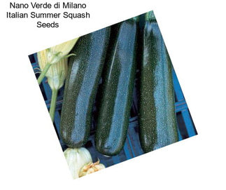 Nano Verde di Milano Italian Summer Squash Seeds