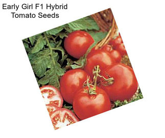 Early Girl F1 Hybrid Tomato Seeds