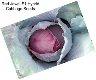 Red Jewel F1 Hybrid Cabbage Seeds