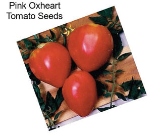 Pink Oxheart Tomato Seeds