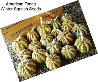 American Tondo Winter Squash Seeds