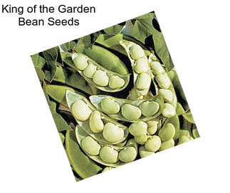 King of the Garden Bean Seeds