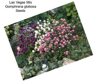 Las Vegas Mix Gomphrena globosa Seeds