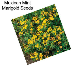 Mexican Mint Marigold Seeds