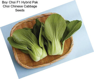 Boy Choi F1 Hybrid Pak Choi Chinese Cabbage Seeds