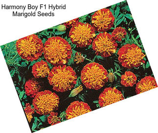 Harmony Boy F1 Hybrid Marigold Seeds