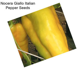 Nocera Giallo Italian Pepper Seeds