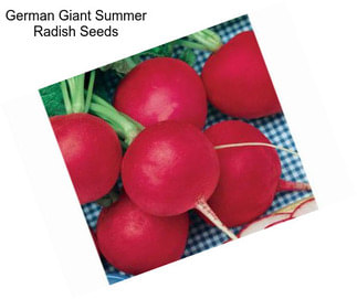 German Giant Summer Radish Seeds