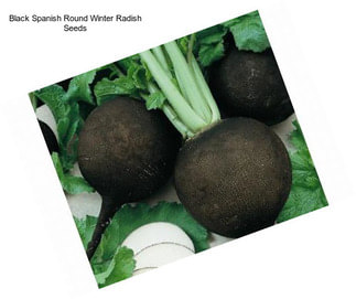 Black Spanish Round Winter Radish Seeds