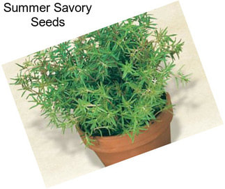 Summer Savory Seeds