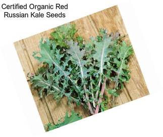 Certified Organic Red Russian Kale Seeds