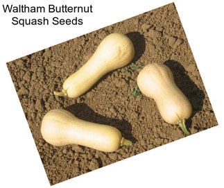 Waltham Butternut Squash Seeds