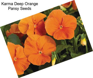 Karma Deep Orange Pansy Seeds